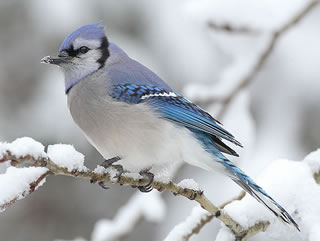 Prince Edward Island official bird - Blue Jay